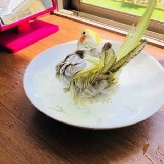 オカメインコ 里親募集