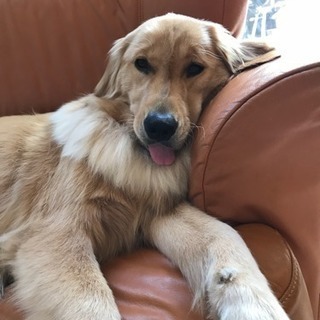 犬友さがしてます。