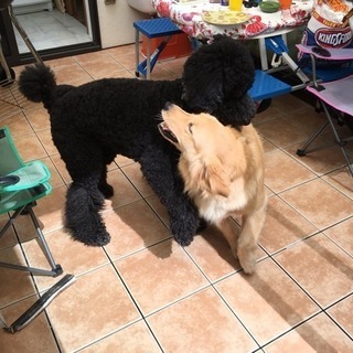 犬友さがしてます。 - 友達