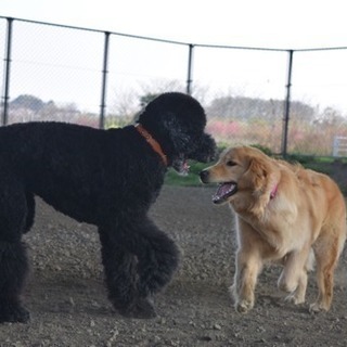 犬友さがしてます。 - メンバー募集