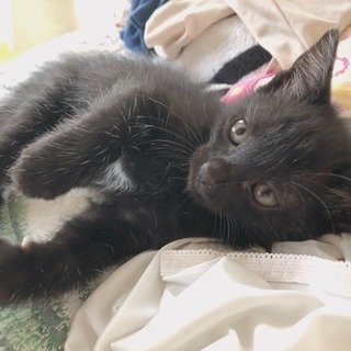 ＊ 里親さんが決まりました ＊