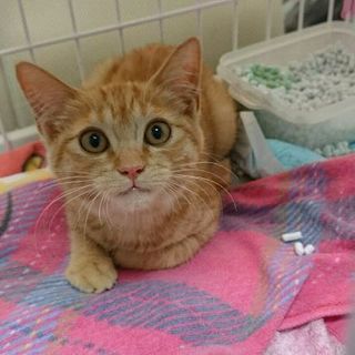 台風の日にやって来た子猫ちゃん