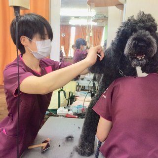 犬が好きならＯＫ！新コースも好評！トリミング技術を教えます！しつけ技術を教えます！神戸愛犬美容専門学院の画像