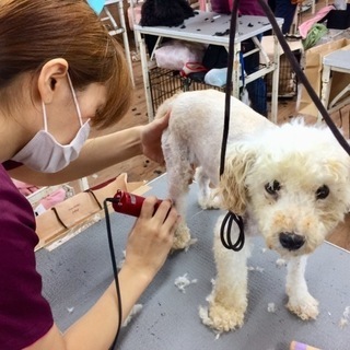 犬が好きならＯＫ！新コースも好評！トリミング技術を教えます！しつけ技術を教えます！神戸愛犬美容専門学院の画像