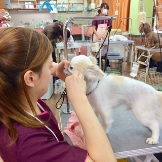 犬が好きならＯＫ！新コースも好評！トリミング技術を教えます！しつけ技術を教えます！神戸愛犬美容専門学院の画像