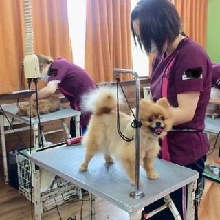 犬が好きならＯＫ！新コースも好評！トリミング技術を教えます！しつけ技術を教えます！神戸愛犬美容専門学院の画像