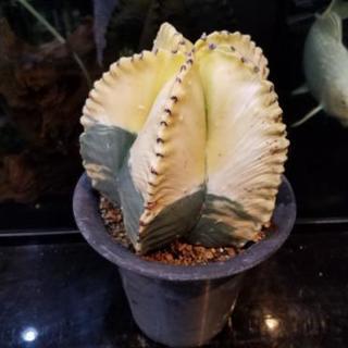サボテン多肉植物 ヘキルリランポー玉錦