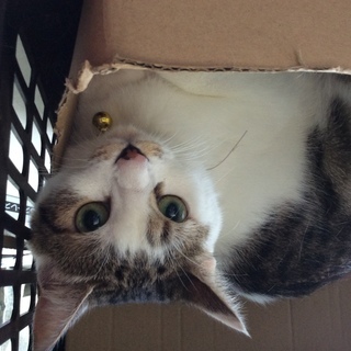 猫の里親募集
