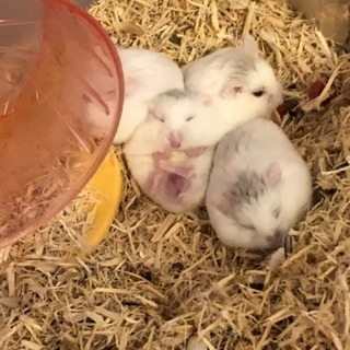 ロボロフスキー ハムスター