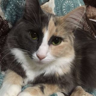 4歳の飼い猫を譲ります - 江戸川区