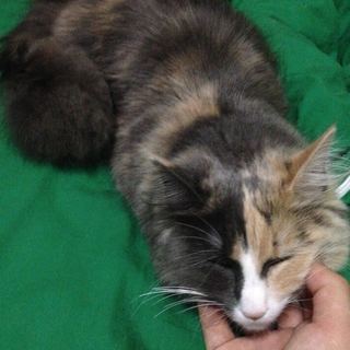 4歳の飼い猫を譲ります - 猫