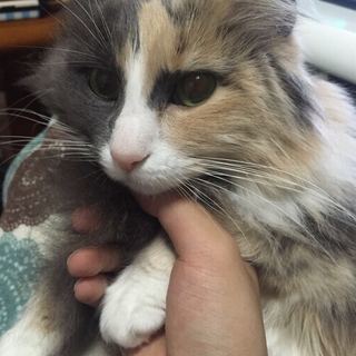 4歳の飼い猫を譲ります − 東京都