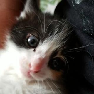 2カ月子猫里親募集[キャンセルの為再投稿]