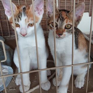 三毛の子猫(女の子)里親募集