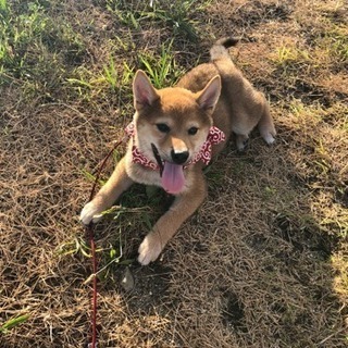 4か月 元気な柴犬ちゃん