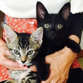 ☆子猫2匹☆里親募集【家族になってください】