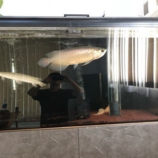 熱帯魚飼育に興味のある方、または飼育している方