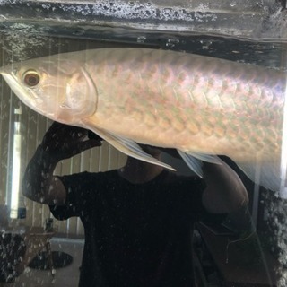 熱帯魚飼育に興味のある方、または飼育している方 - 友達