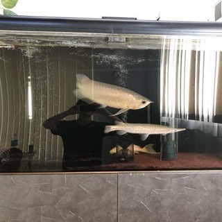 熱帯魚飼育に興味のある方、または飼育している方 - 能代市