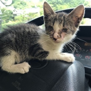 子猫♂1〜2ヶ月