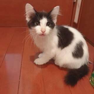 子猫の里親さんになってください！