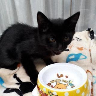 黒い子猫　雄　３ヶ月