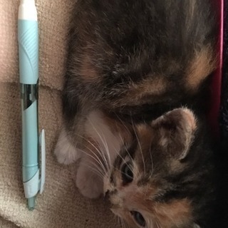 生後1ヶ月位のとっても可愛い子猫です
