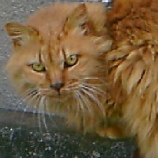 猫の譲渡会で詐欺に遭わない為の勉強会の画像