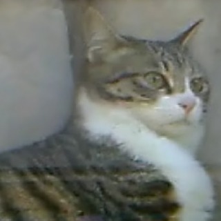 猫の譲渡会で詐欺に遭わない為の勉強会の画像