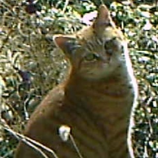 猫の譲渡会で詐欺に遭わない為の勉強会の画像