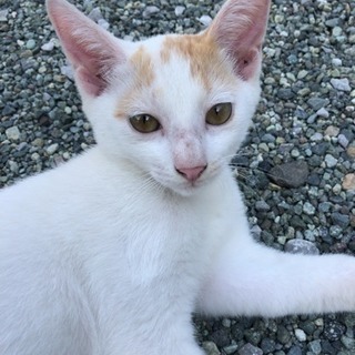 子猫ちゃんの里親さんを募集しております。