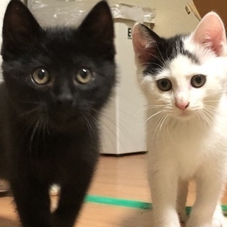 元ヤンチャキッズ