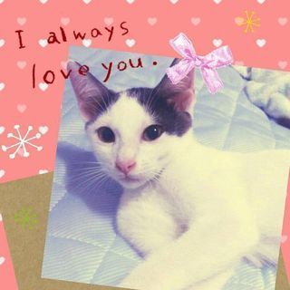 8月5日(日)の譲渡会に出します❤️黒白の男の子生後2ヶ月半 背...