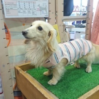 かわいいわんちゃんがお客様です！