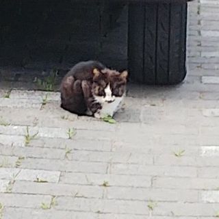 生後１ヶ月くらいの雄猫です