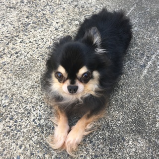 ロングコートチワワ 人懐っこい男の子 − 和歌山県