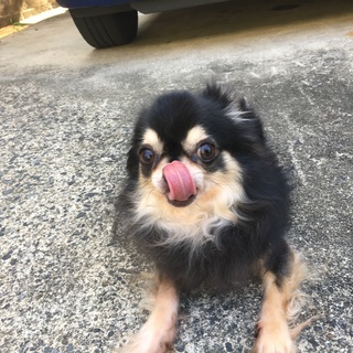 ロングコートチワワ 人懐っこい男の子 - 犬