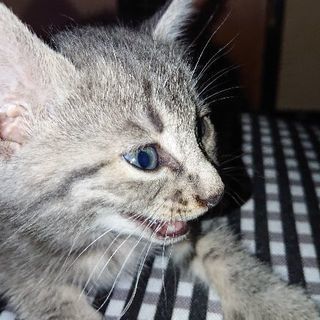 かわいい保護猫の子猫ちゃん