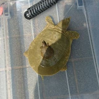 B'z好き 日産シルビア好き 美少女ゲーム,アニメ 動物全般特に熱帯魚,日本淡水魚好き 美少女フィギュアやグッズ集めてるコレクターな方 あと爬虫類(亀、すっぽん好きな人)心霊(お化けとか宇宙人とかの話が好きな人(笑))夜行性の人(笑)メールやLINEとかで話相手とか欲しいなぁ。と思ってます。       − 岡山県
