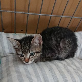 子猫の里親探しています‼️ - 猫