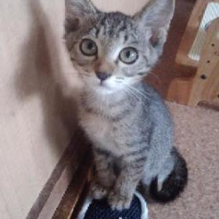 かわいい子猫の里親さん募集☆