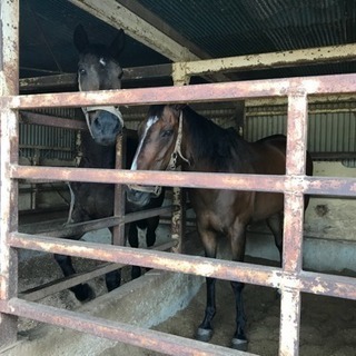 乗馬仲間を募集してます。