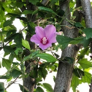 ムクゲ(植木)