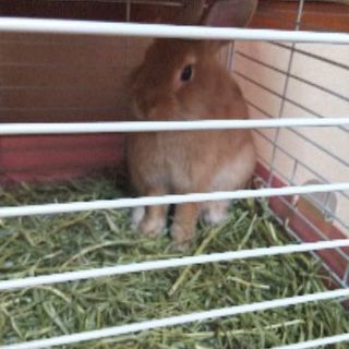 うさちゃん（Rabbit）友達  募集です(^-^)