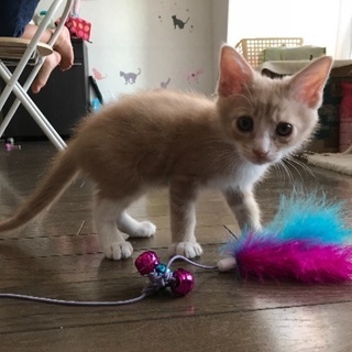 オス子猫ちゃん保護しています。