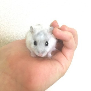 ハムスターの里親さん募集