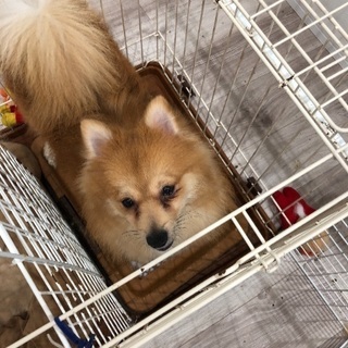 ポメラニアン オス - 犬