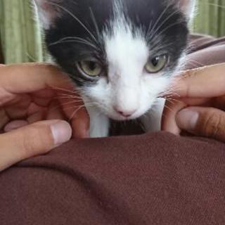 生後１ヶ月ちょっとの子猫 メス