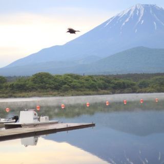 柔らかい優しい写真好きな方 - 西東京市
