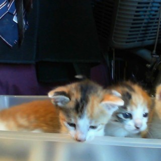 ７月１４日頃生まれた子猫です